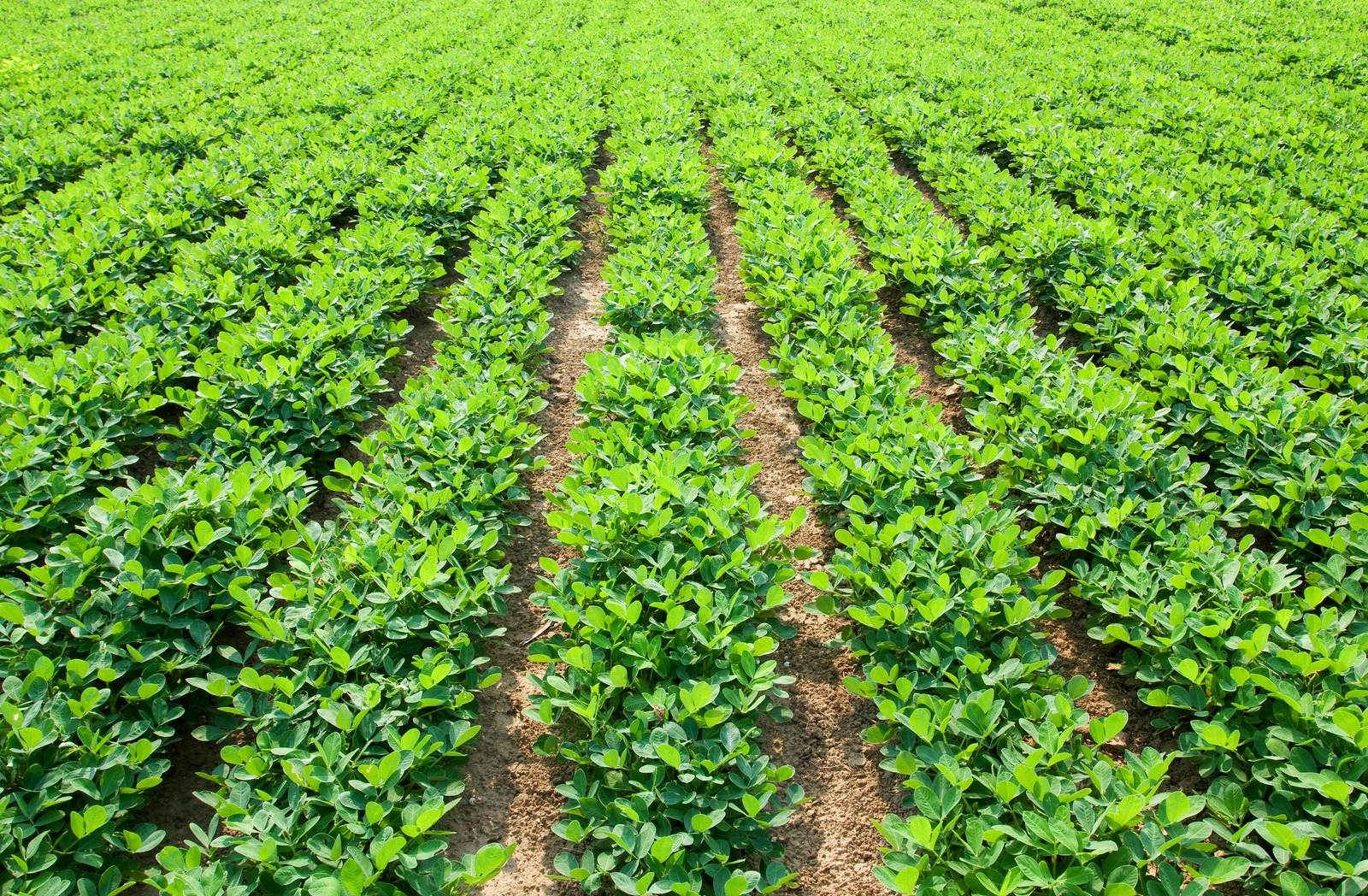 Find A Sales Rep Miller Chemical whole-groundnuts-produce-of-uganda-multibuy-options-available