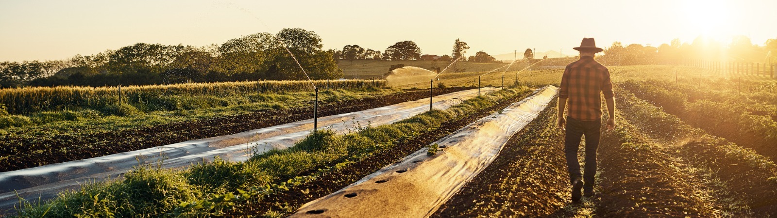 Organic farmer walking through his fields