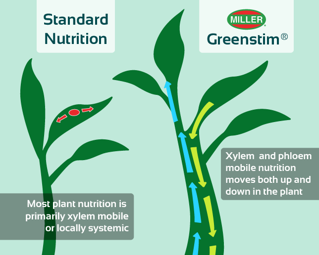 Greenstim allows nutrition to move both up and down in the plant