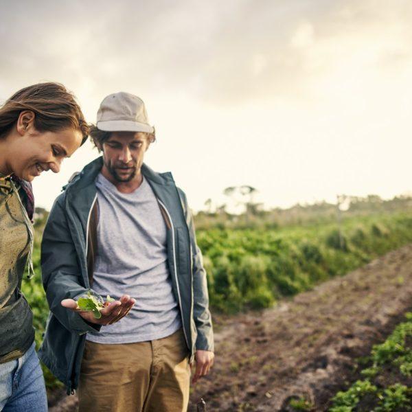 Farmers looking at the yeild of an organic farm