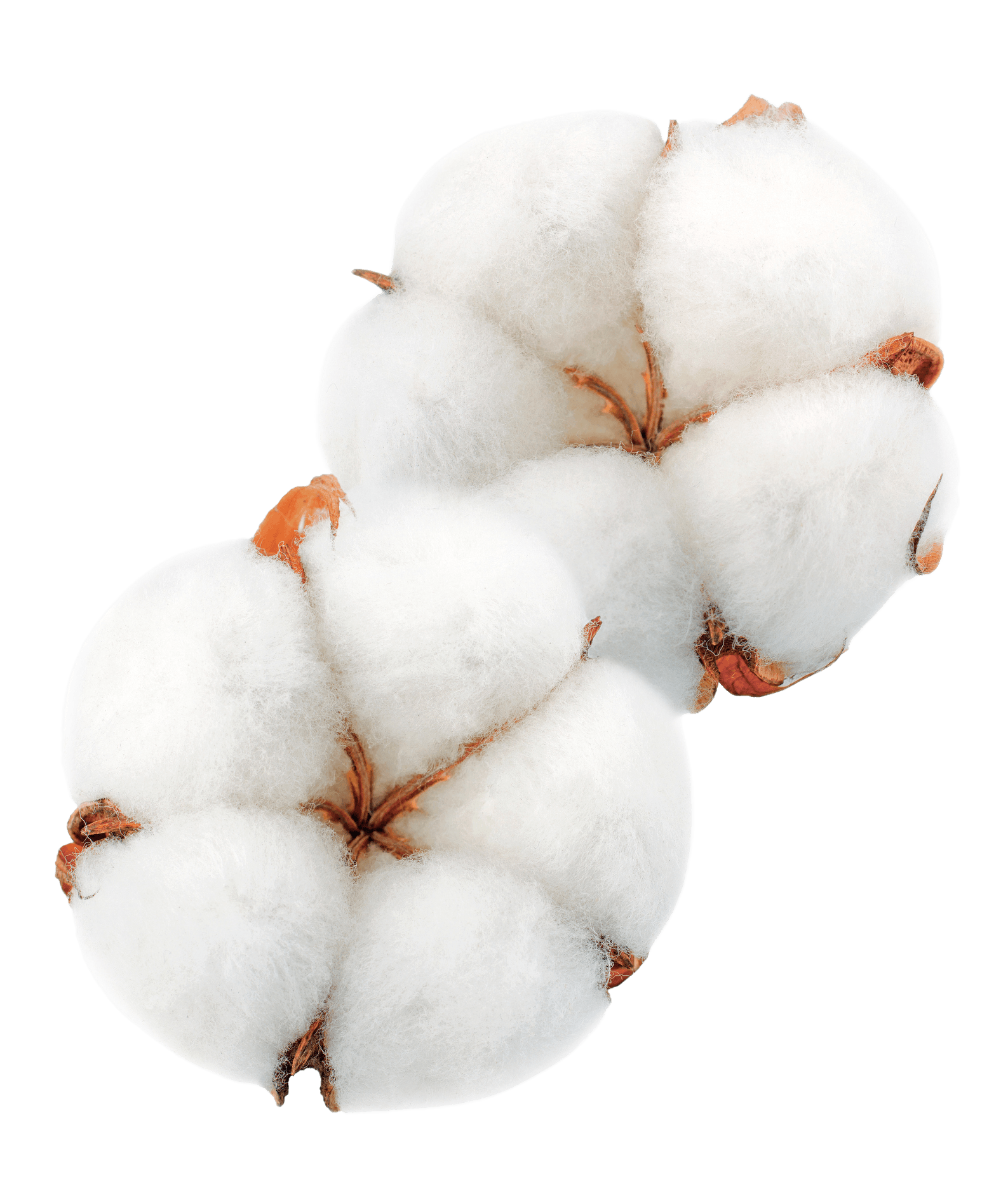 Cotton