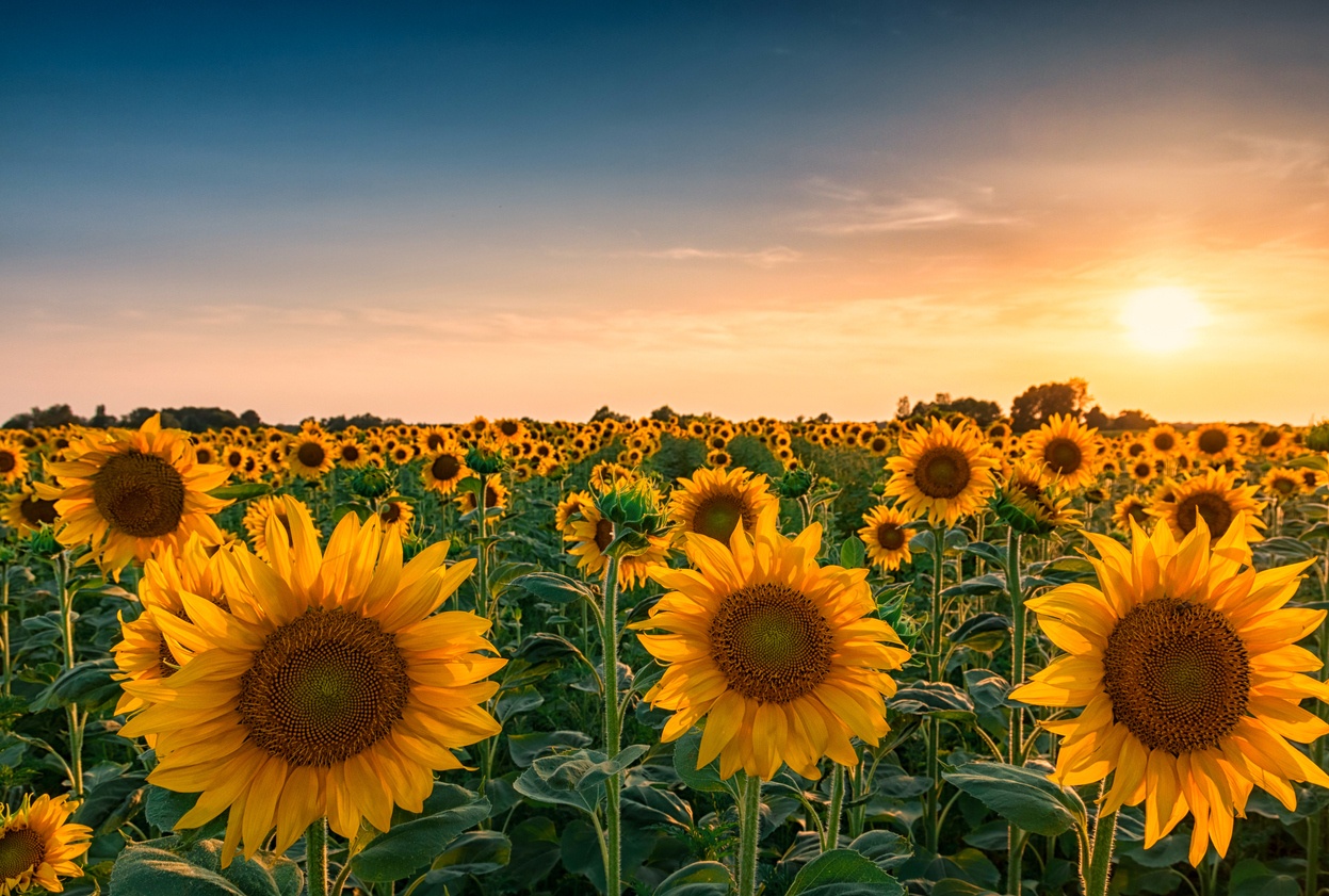 Sunset over huge sunflower field