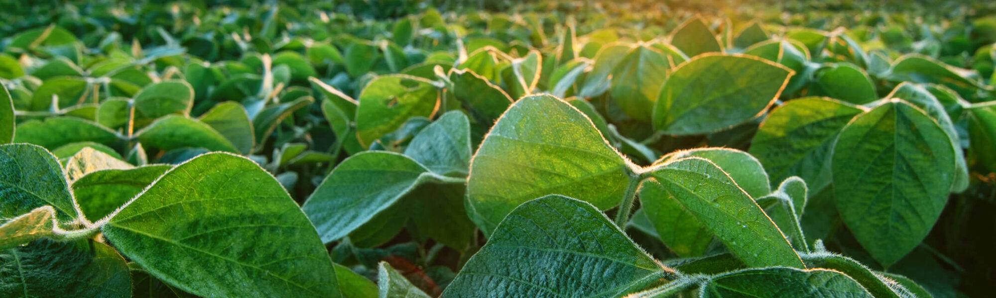 Soy field lit by early morning sun