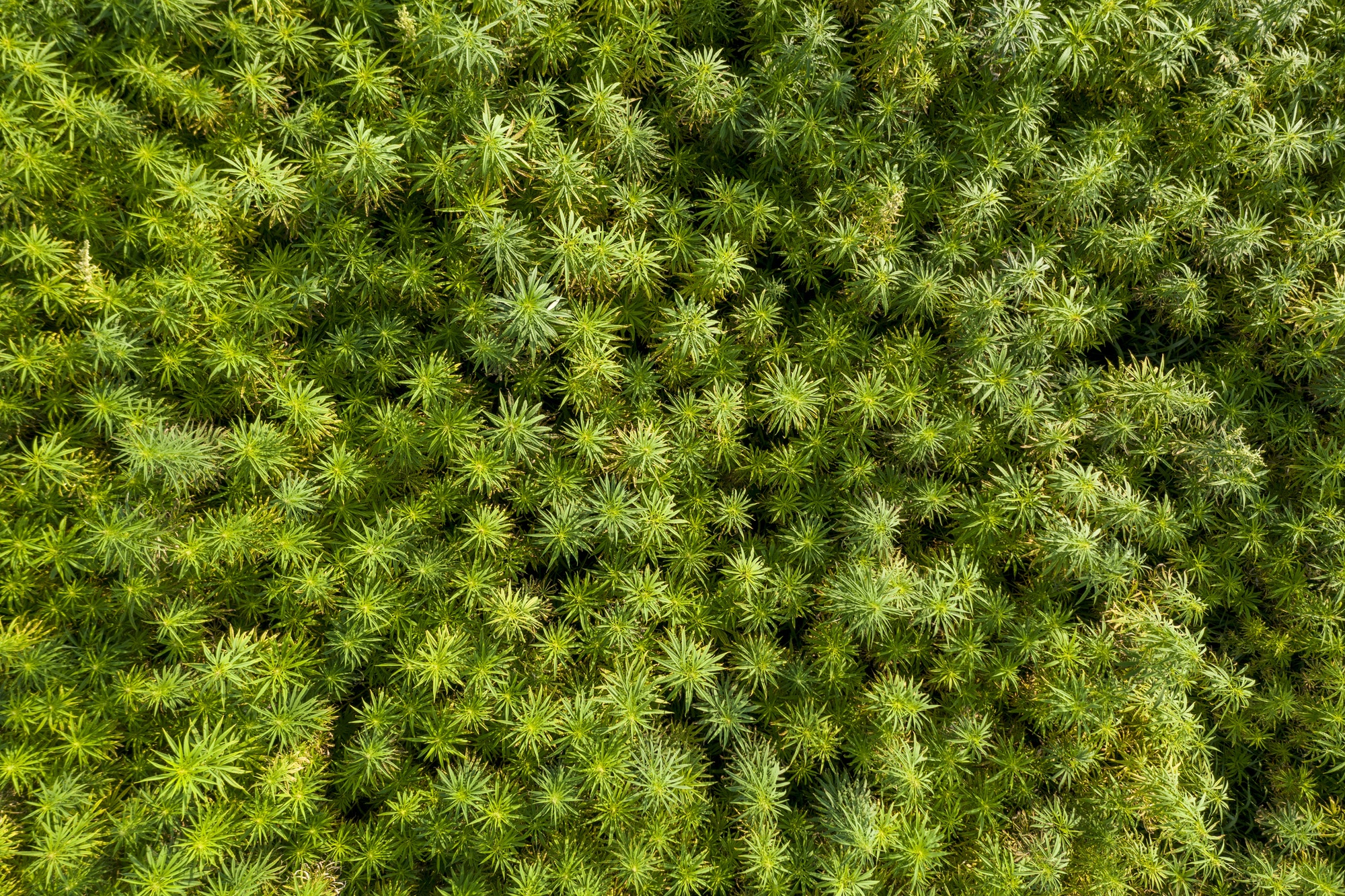 Aerial top view of a beautiful CBD hemp field. Medicinal and recreational marijuana plants cultivation.