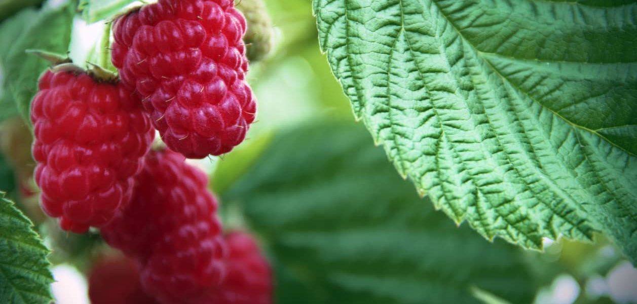 raspberries on the vine