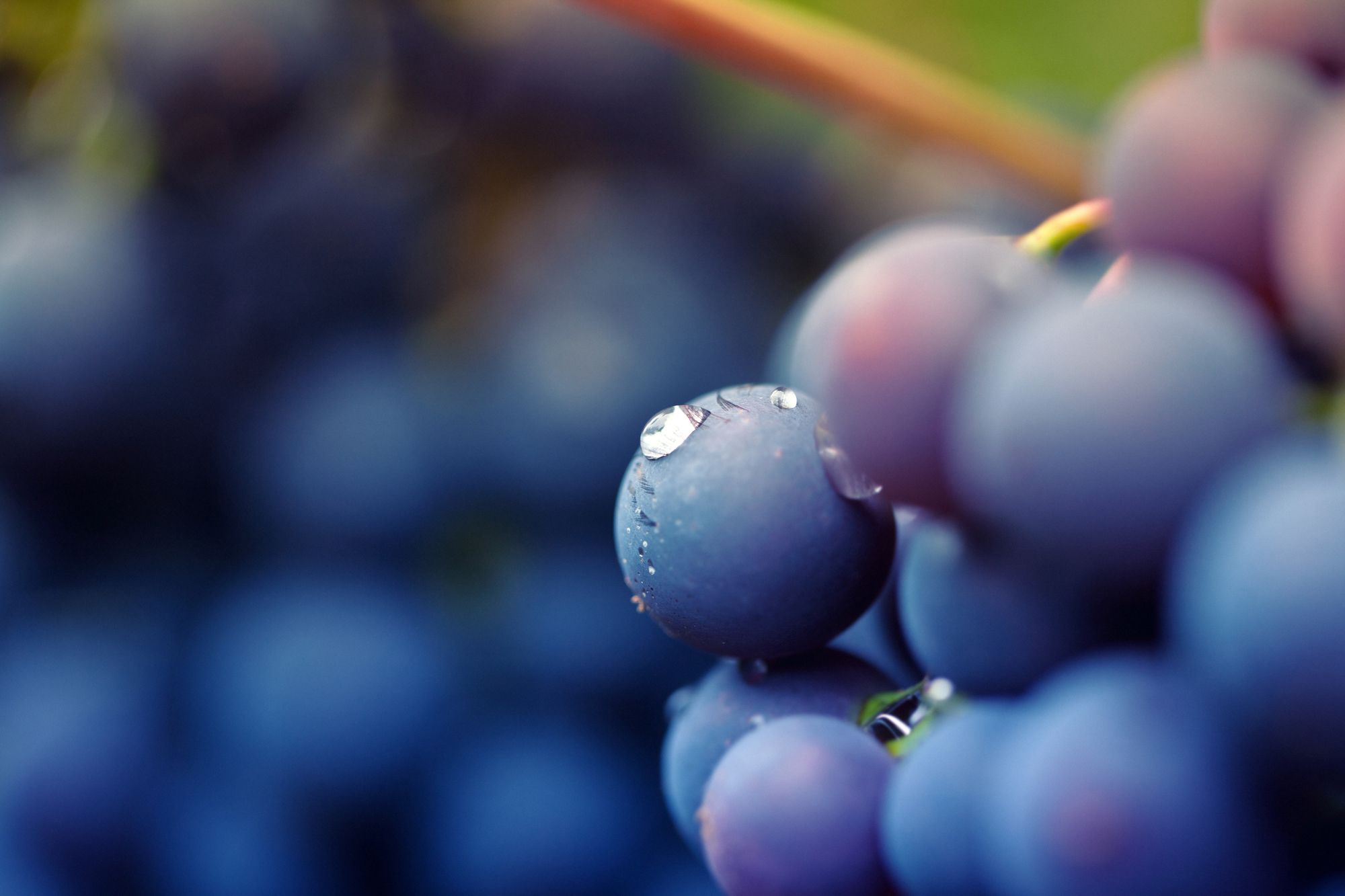 red grapes on a vine