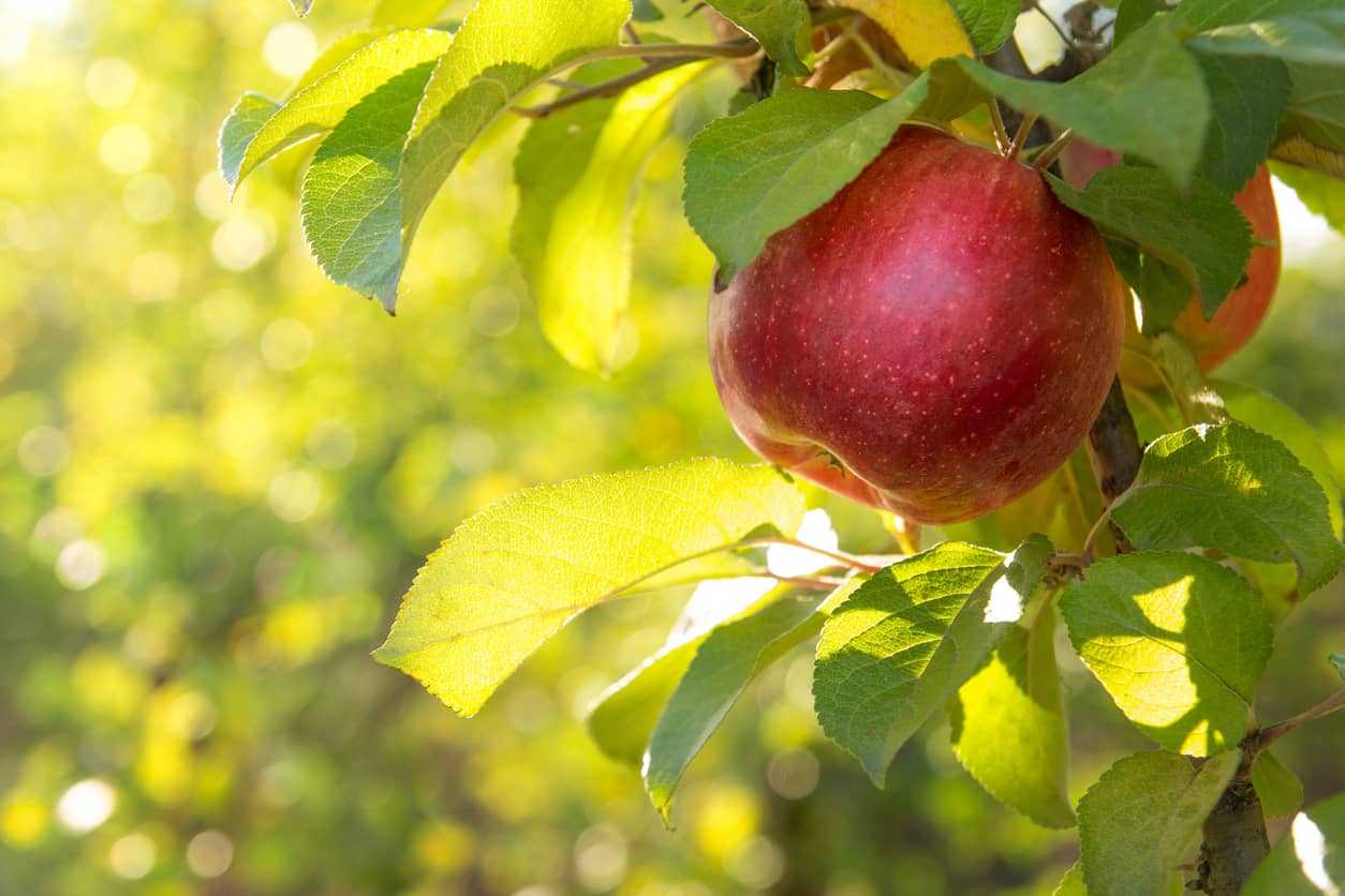 Apple Tree