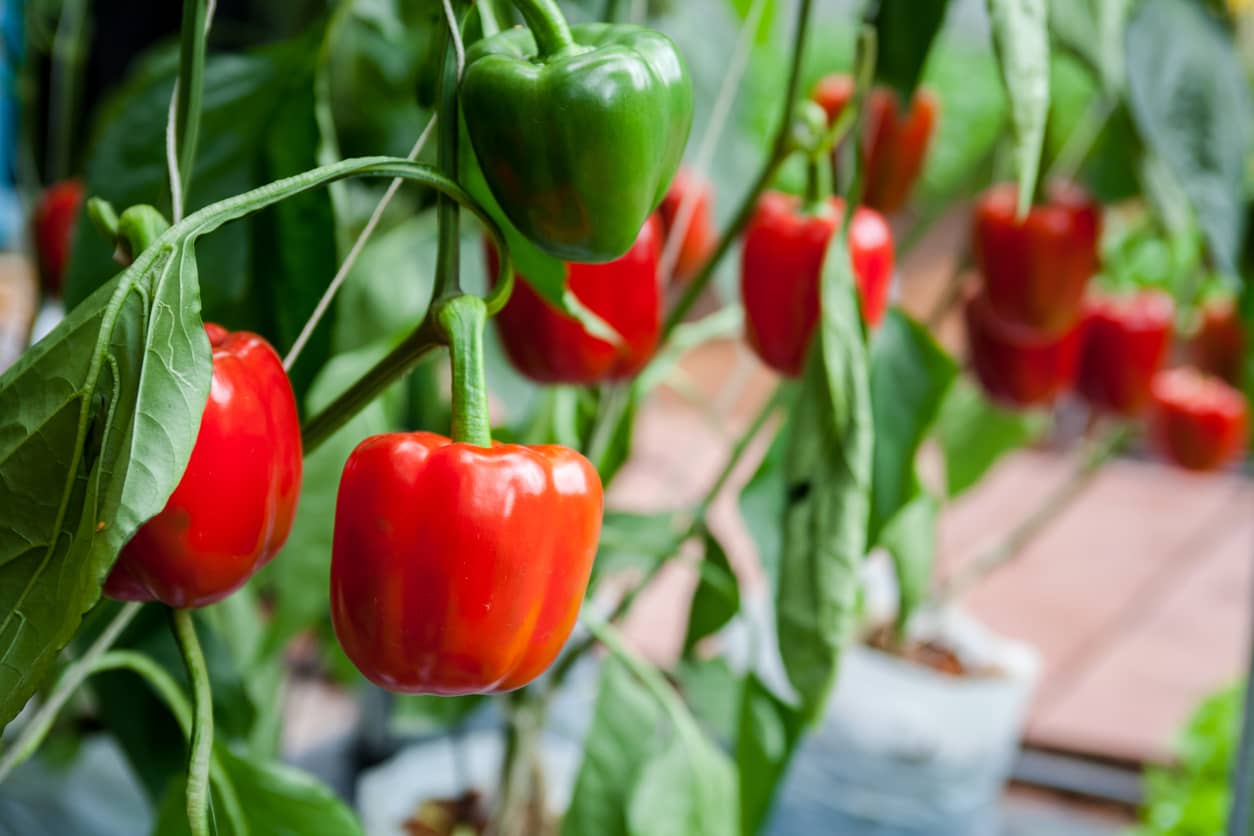 Peppers hanging from the plant