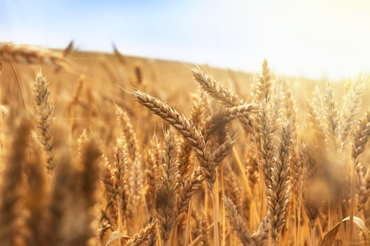 golden wheat field and sunny day