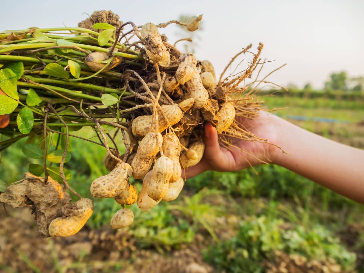 Peanuts being harvested