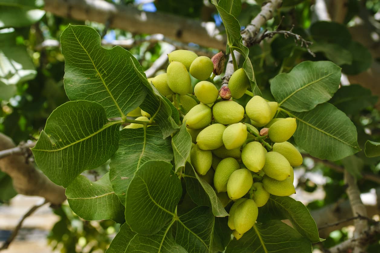 Pistachios