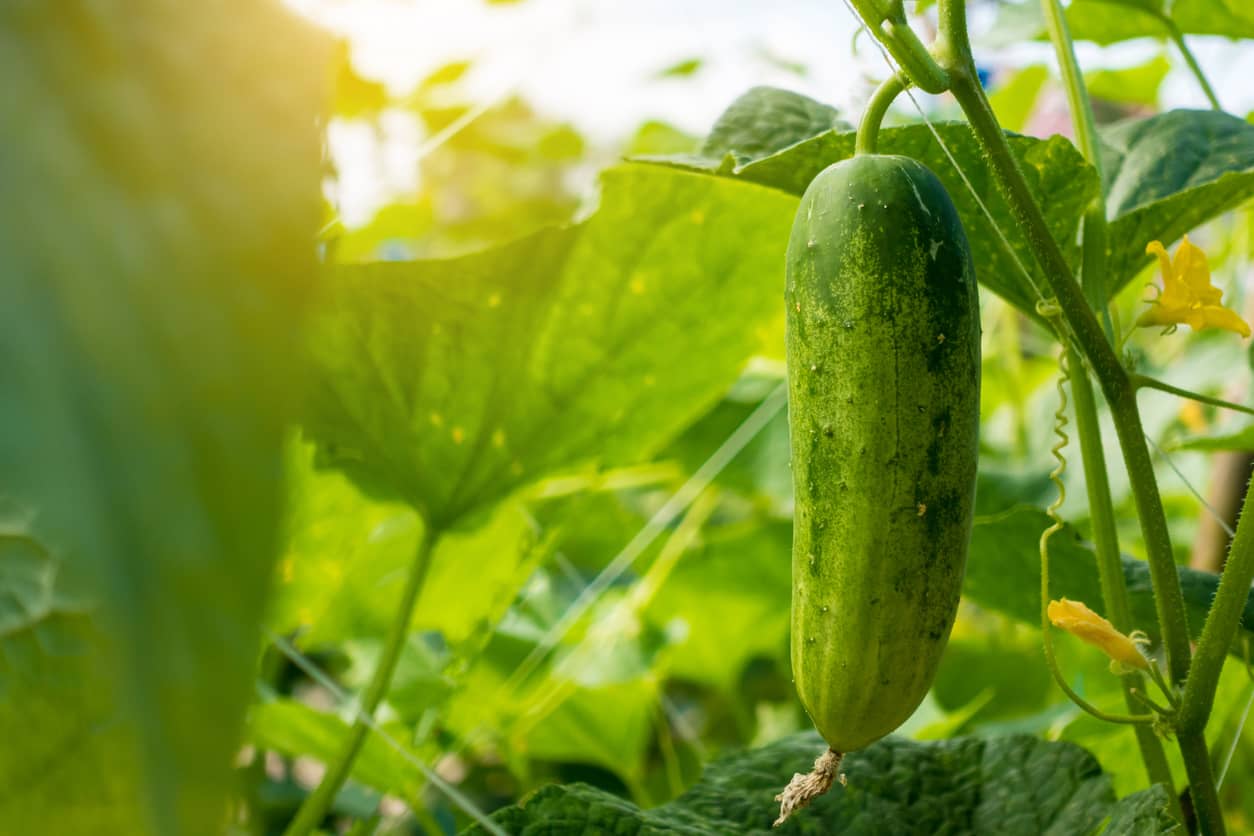 Growing cucumber