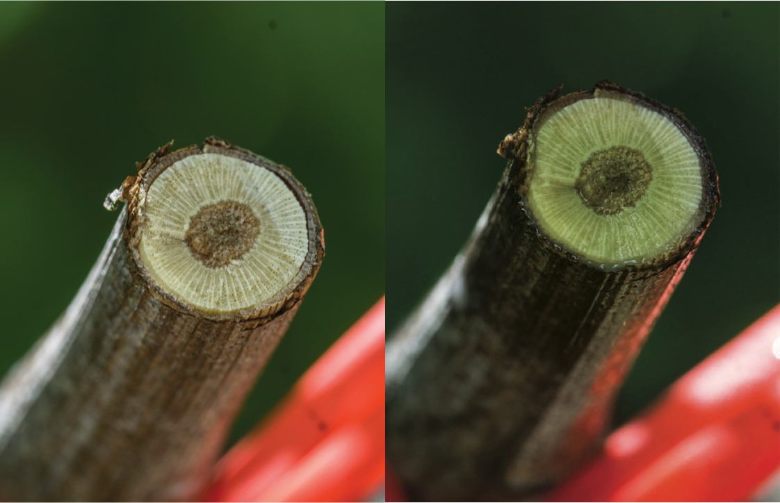 grape stems prior to Spur Shield