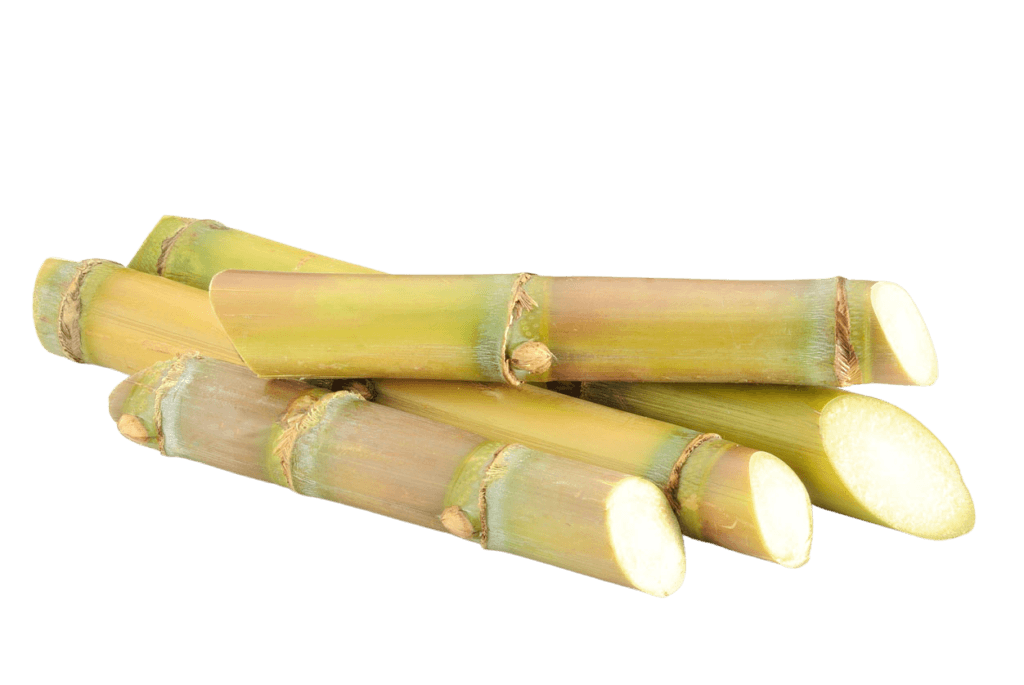 sugarcane