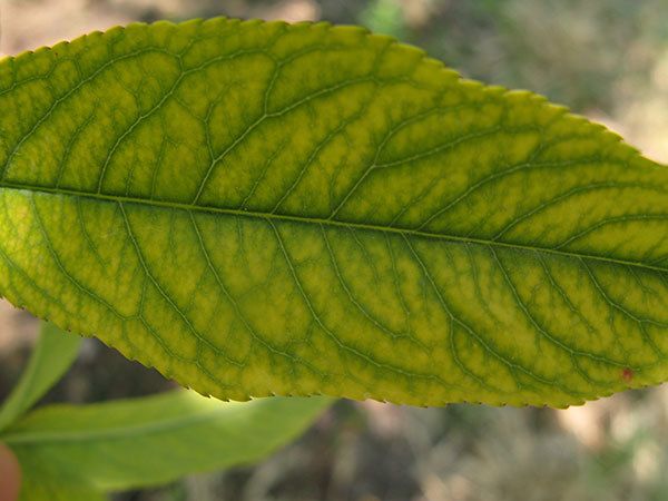 Iron Chlorosis