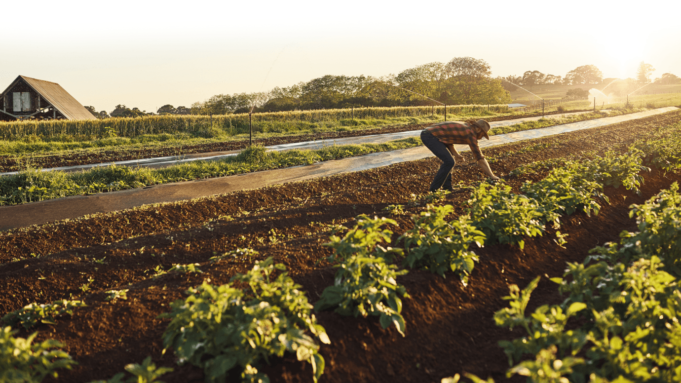 farmer in the field