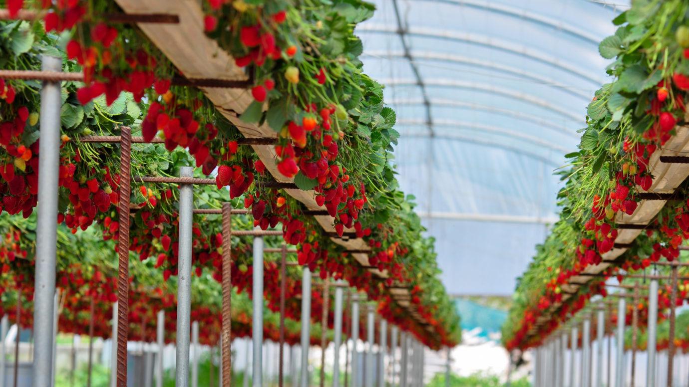 A greenhouse with rows of elevated strawberry plants