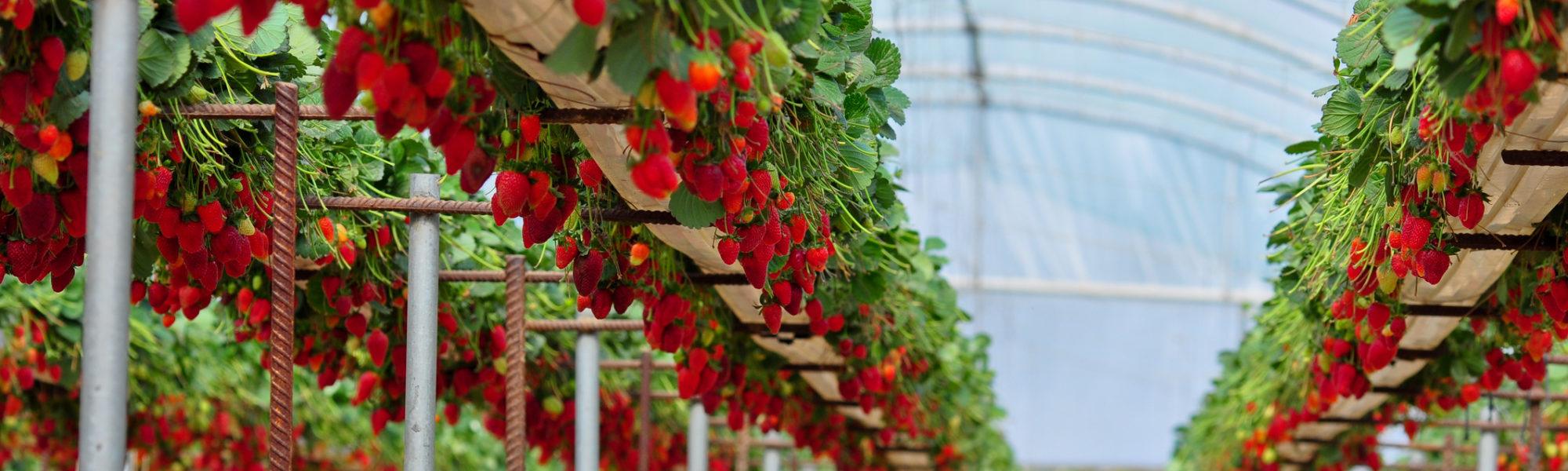 A greenhouse with rows of elevated strawberry plants