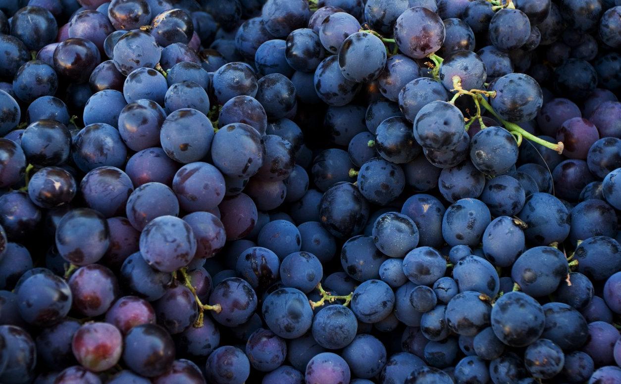 Fresh dark red grapes