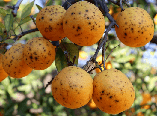 Citrus on tree with black spots
