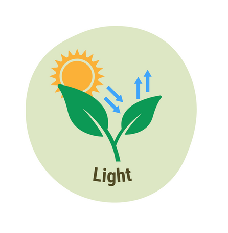 Plant growth light