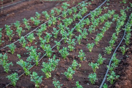 Radiara enhances performance in irrigation systems
